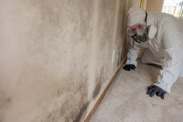 Best Air Quality Testing for Mold Spores  in Corte Madera, CA